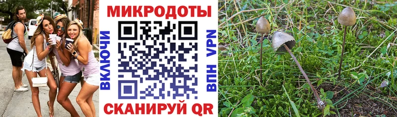 маркетплейс телеграм  купить наркотики цена  Ступино  Галлюциногенные грибы Cubensis 